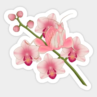 Orchid Mantis, Beautiful Praying Mantis and Orchids Sticker